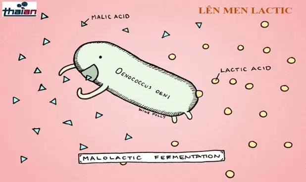 len men lactic