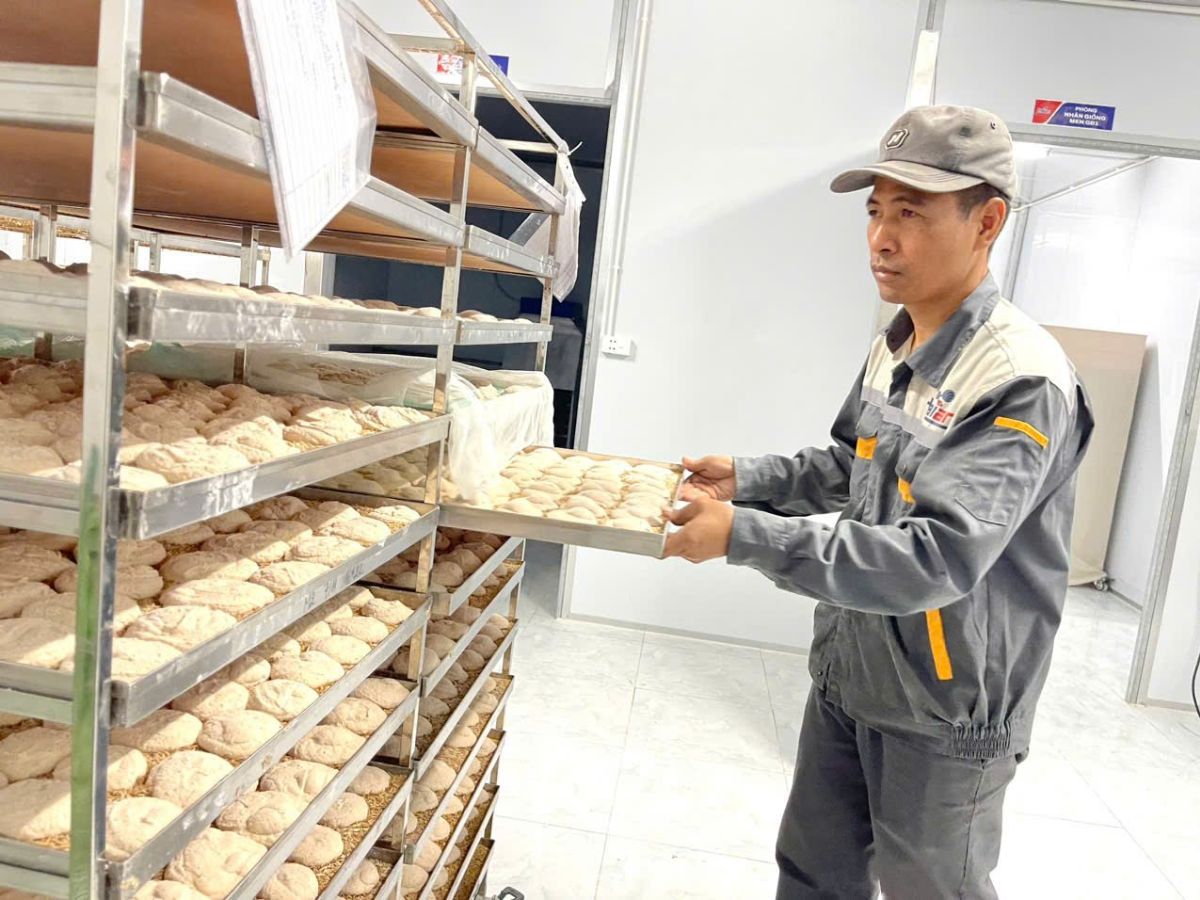 Men rượu sạch Thái An