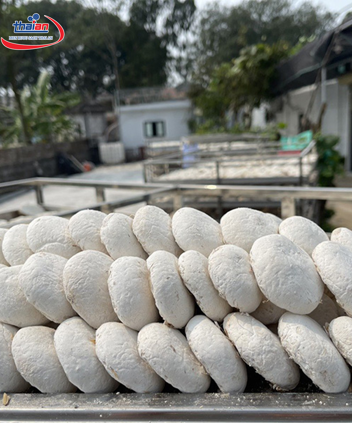 cách làm men lá tại nhà