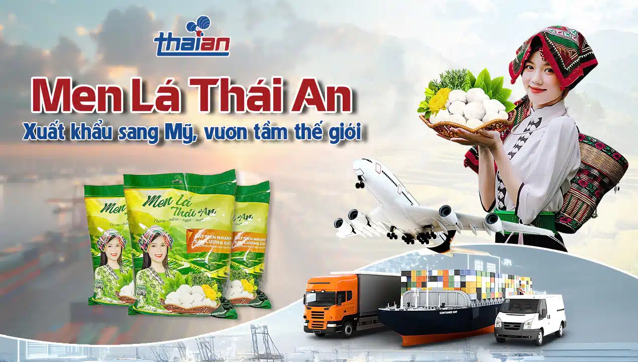 Men lá Thái An xuất khẩu sang Mỹ, vươn tầm thế giới